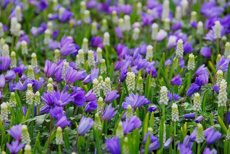Anemone blanda Blue Shades, Anemone 'Blue Shades', Grecian Windflower 'Blue Shades', Wood Anemone 'Blue Shades', Spring Flowers, Spring Bulbs, Early spring bulb, blue flowers in early spring